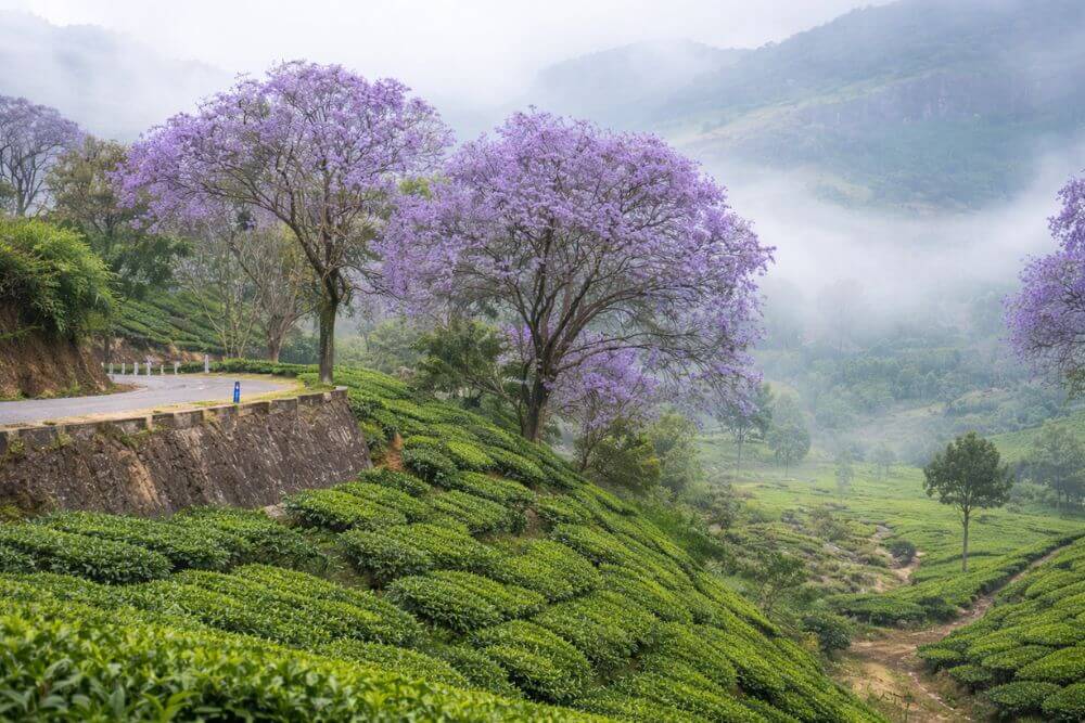 15 Best Places to Visit in Munnar