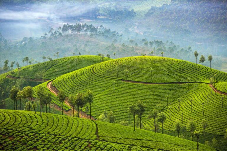 Best Places to Visit in Munnar