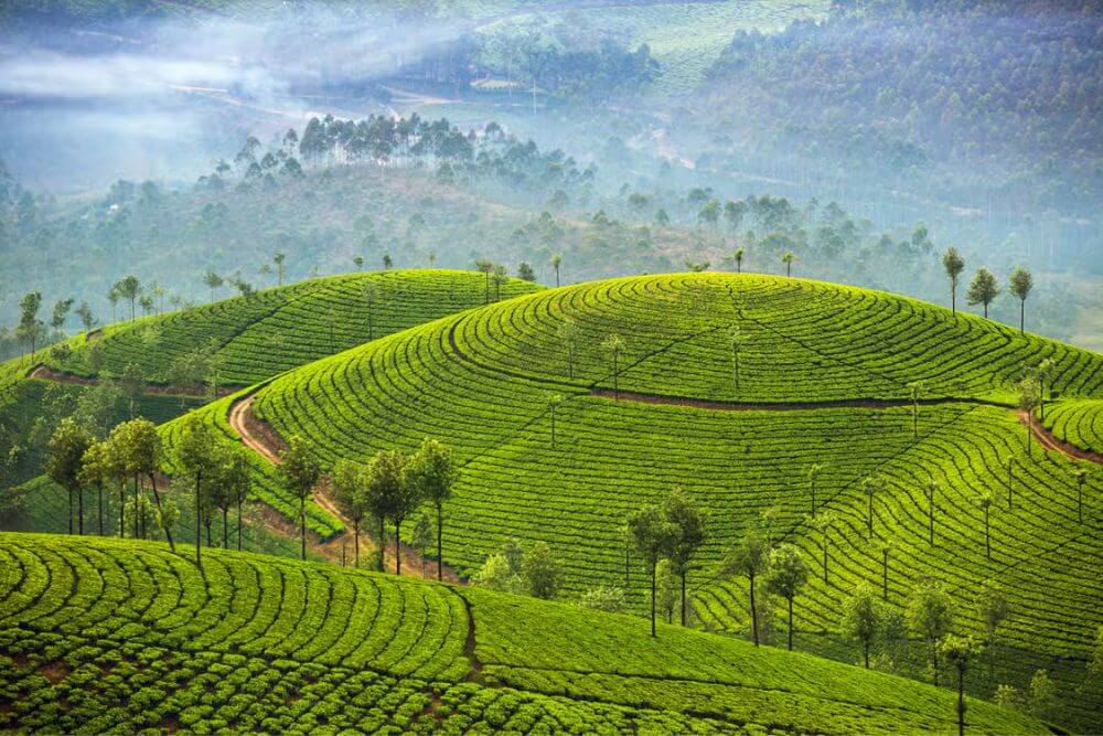 Munnar Tea Estates